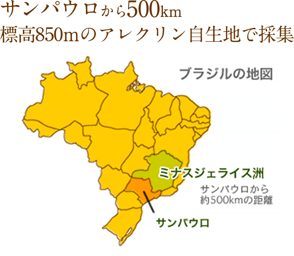 サンパウロから500km標高850mのアレクリン自生地で採集