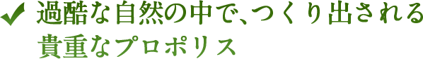 過酷な自然の中で、つくり出される貴重なプロポリス